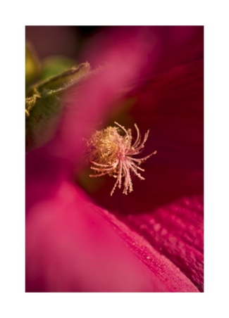 ALCEA ROSEA L